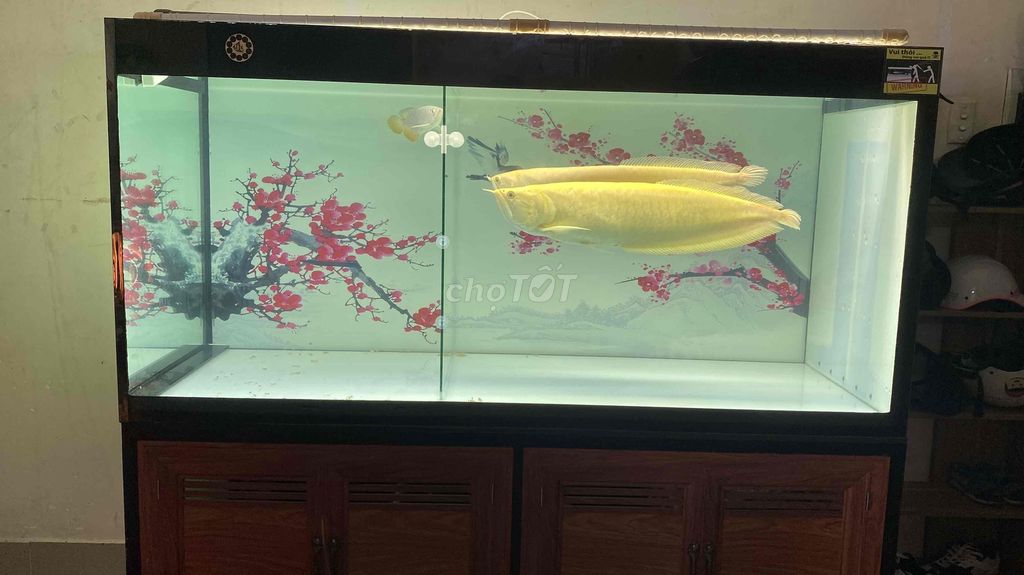 Cá cảnh cặp Ngân abino size 65 Vàng. Mua bán Thú cưng khác tại Thị xã Phú Mỹ Bà Rịa - Vũng Tàu được đăng bởi Quý phạm hình 1
