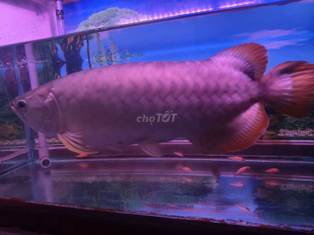 Cá Rồng Hồng Khỏe mạnh. Mua bán Thú cưng khác tại Thành phố Thủ Đức Tp Hồ Chí Minh được đăng bởi Bếp Chuyên Dê Phi hình 1