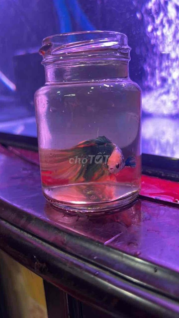 Cá Betta Đa sắc Khỏe mạnh. Mua bán Thú cưng khác tại Quận 7 Tp Hồ Chí Minh được đăng bởi Lâm Nguyễn hình 1