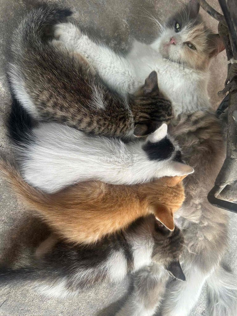 Mèo lai nhiều màu cả hai. Mua bán Mèo tại Thành phố Bắc Ninh Bắc Ninh được đăng bởi Ngọc Hoài Ida hình 1