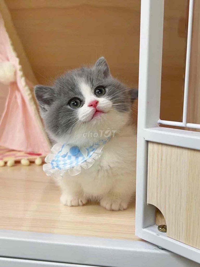 Mèo Munchkin chân ngắn xám trắng. Mua bán Mèo tại Quận Bình Thạnh Tp Hồ Chí Minh được đăng bởi Như Ý hình 1
