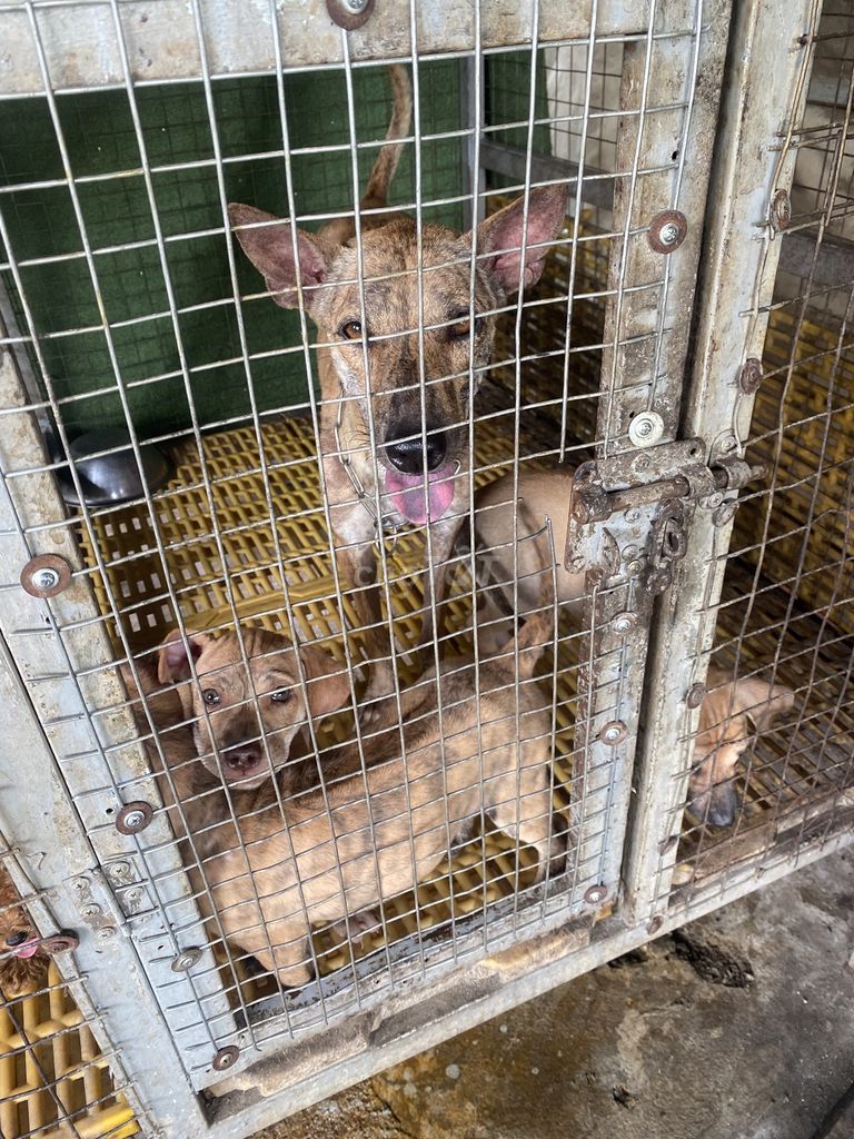 Chó Phú Quốc. Mua bán Chó tại Thành phố Thủ Dầu Một Bình Dương được đăng bởi Quang Trung hình 4