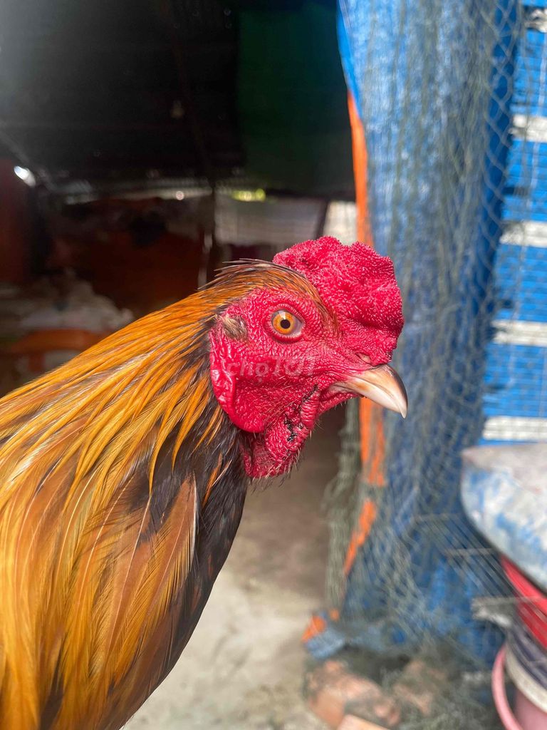 khét chớp chân có đồ chơi - long mới - tay 1cục. Mua bán Gà tại Huyện Thoại Sơn An Giang được đăng bởi Huỳnh Kha hình 1