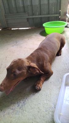 Lạp xưởng Đực mầu nâu sôcôla. Mua bán Chó tại Huyện Củ Chi Tp Hồ Chí Minh được đăng bởi Vũ Vỵ
