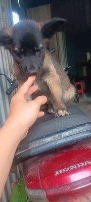 Phú quốc lai malinois