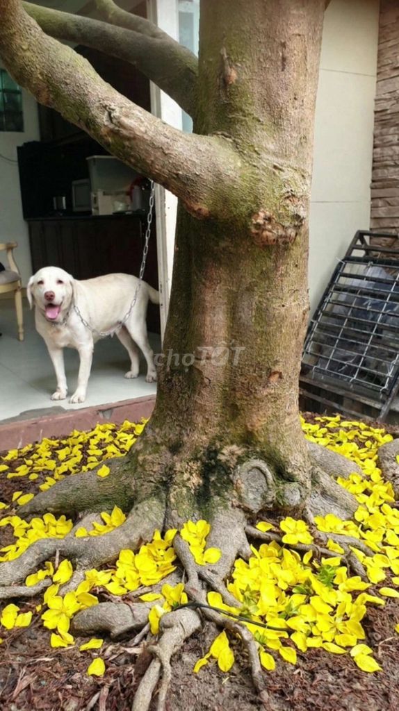 Cụ Mai vàng zin nguyên thủy H68 cao ngang 3m5. Mua bán Cây cảnh, đồ trang trí tại Quận 12 Tp Hồ Chí Minh được đăng bởi Thi Thi hình 1