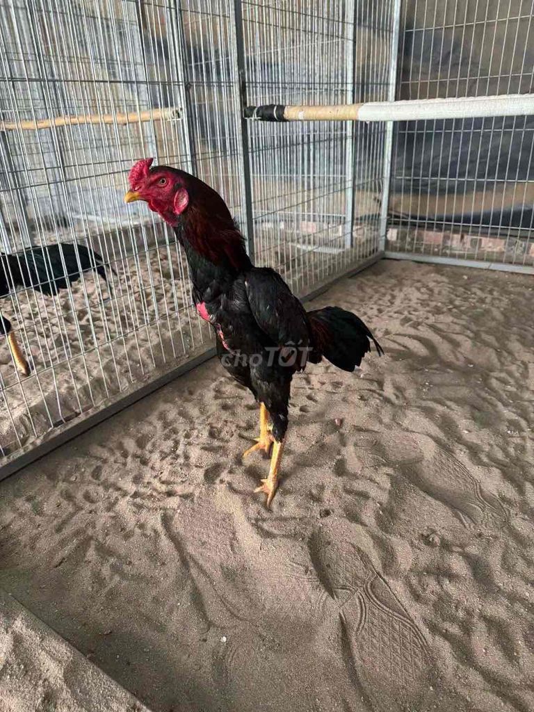 tía chân vàng 2.6kg. Mua bán Gà tại Quận Hai Bà Trưng Hà Nội được đăng bởi Bảo Anh hình 1