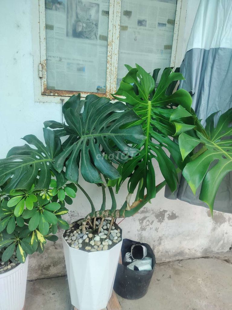 Cây cảnh Trầu Bà Hạnh Phúc Ngũ Gia Bì Xanh lá. Mua bán Cây cảnh, đồ trang trí tại Quận Ninh Kiều Cần Thơ được đăng bởi Trần Hoàng Nam hình 1