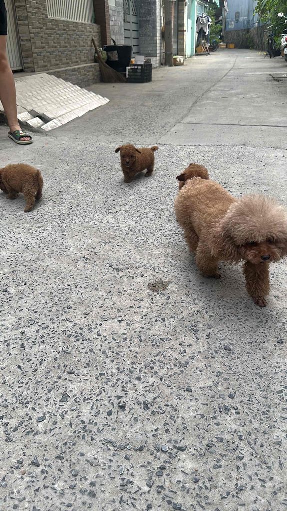 poodle tiny mix teacup