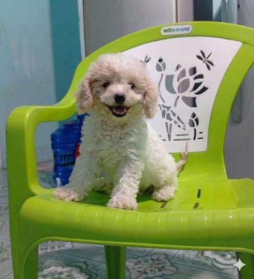 Chó Poodle Tiny Trắng kem