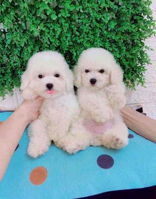 Chó Poodle Trắng Đã tiêm phòng