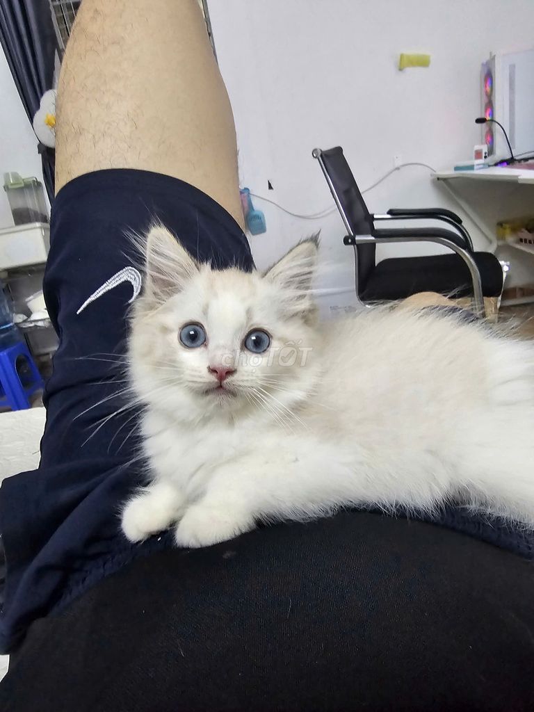 Mèo Ragdoll đực mặt cân mắt xanh 2 mũi. Mua bán Mèo tại Quận Thanh Xuân Hà Nội được đăng bởi Lê Hoàng Đại hình 1