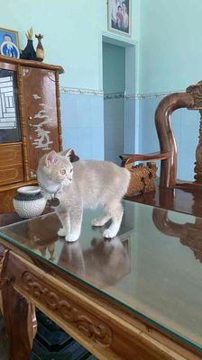 Mèo ALN màu Cream tiêm phòng đầy đủ