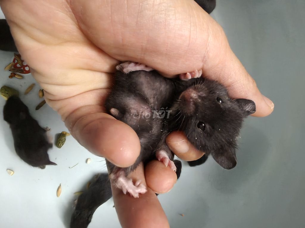 Chuột Hamster bear gấu đen, 4 chân trắng. Mua bán Thú cưng khác tại Quận Đống Đa Hà Nội được đăng bởi Vũ hồng hình 1