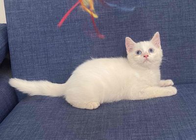 Mèo anh lông ngắn chân lùn cần tìm nhà mới. Mua bán Mèo tại Huyện Thanh Trì Hà Nội được đăng bởi Nguyễn Thị Minh Nguyệt