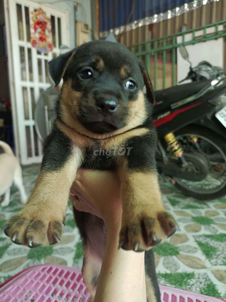 Rottweiler f1 giống to con thông minh canh nhà