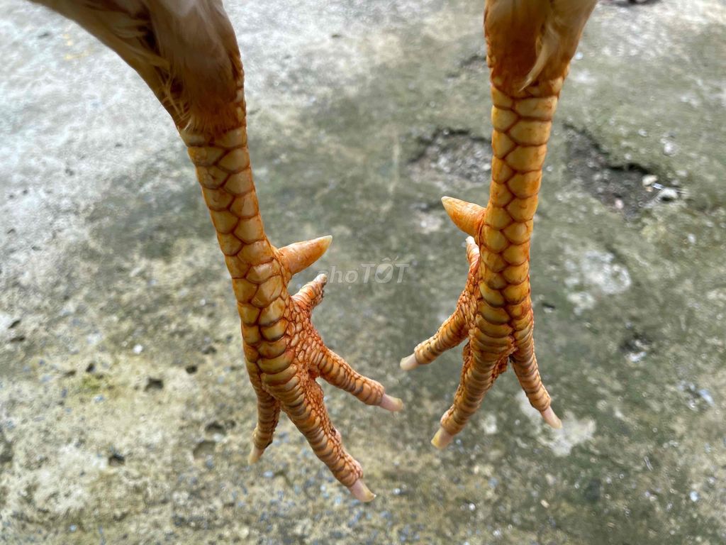 gà bướn 3kg3