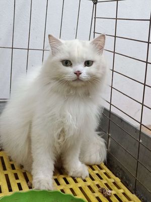 Mèo lông dài cái cần gả