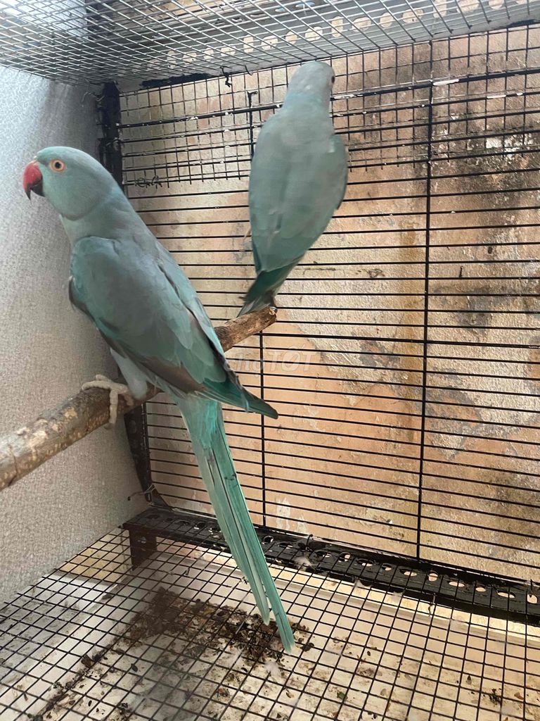 Cặp Ringneck blue ss