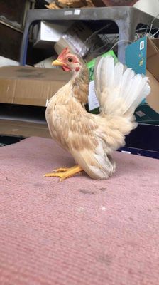 Gà mái 4 tháng tuổi. Mua bán Gà tại Quận Ninh Kiều Cần Thơ được đăng bởi lợi