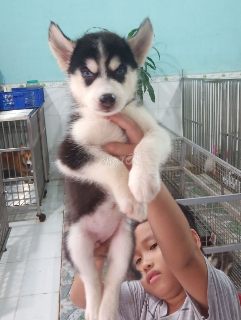 0908352840 - Trại Chó Hoàng Dũng Bán Bầy Husky 2 Tháng Tuổi