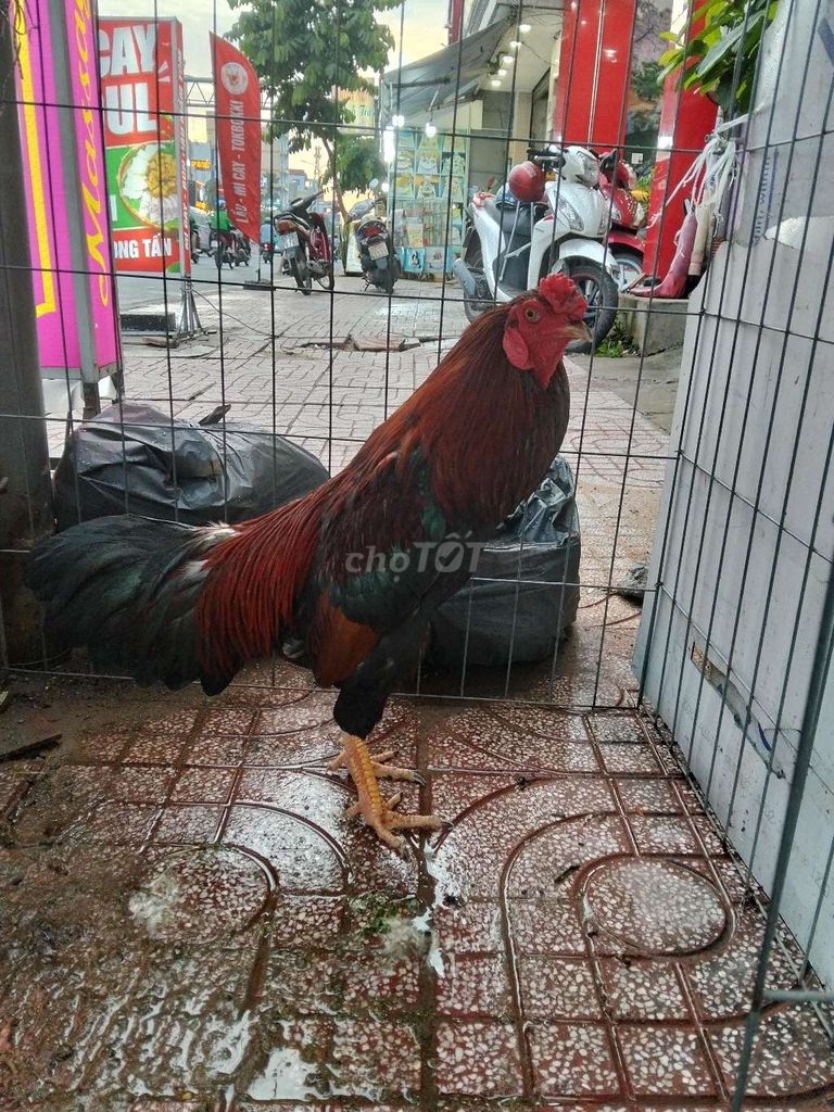 Điều 3kg thua 8củ. Mua bán Gà tại Quận Bình Tân Tp Hồ Chí Minh được đăng bởi ng minh tri hình 1