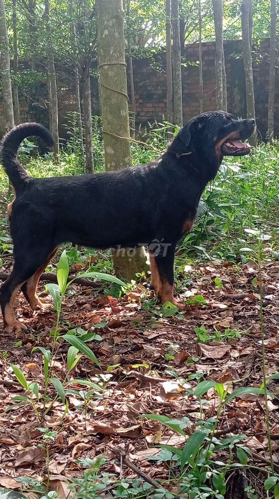 Rottweiler. Mua bán Chó tại Huyện Trảng Bom Đồng Nai được đăng bởi Trần Văn lưu hình 2
