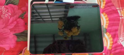 Chia iPad gen 11. Mua bán Máy tính bảng tại Thành phố Bến Tre Bến Tre được đăng bởi Thành Mai