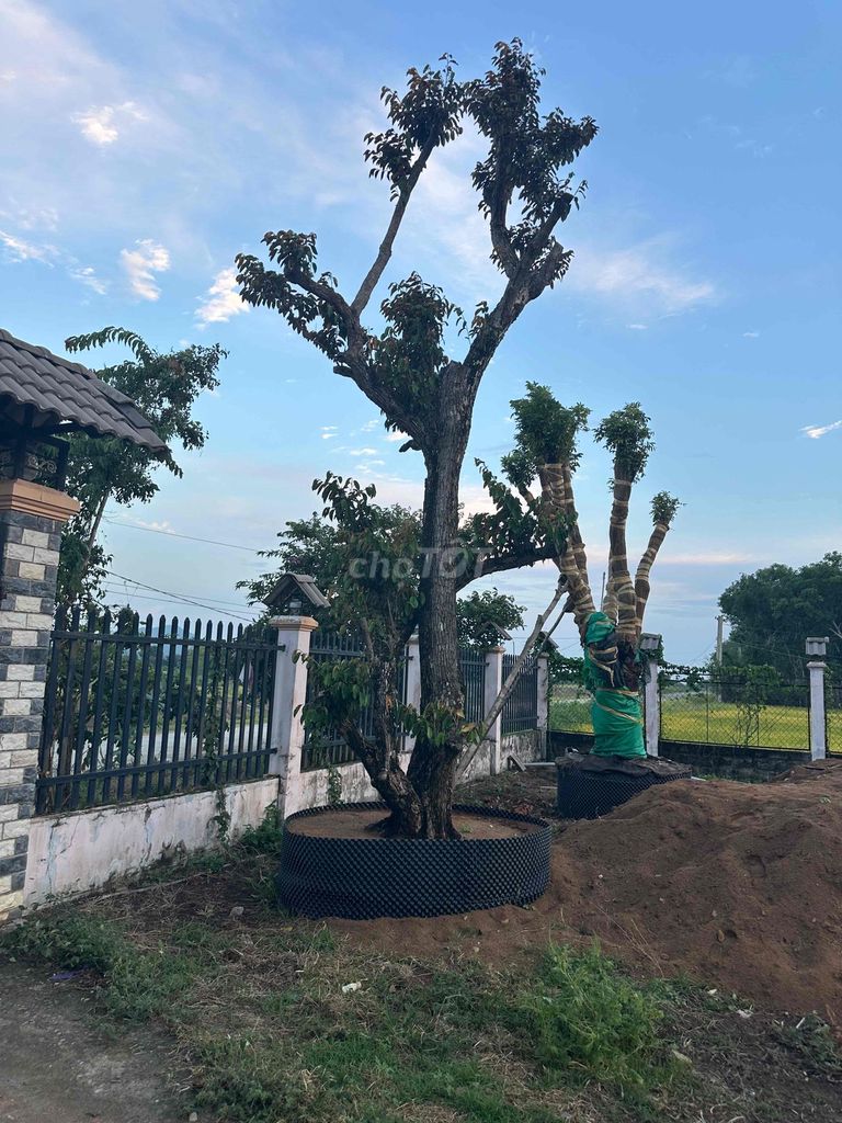 Cây vú sữa Vú sữa tim. Mua bán Cây cảnh, đồ trang trí tại Huyện Hàm Thuận Bắc Bình Thuận được đăng bởi Son huynh hình 1