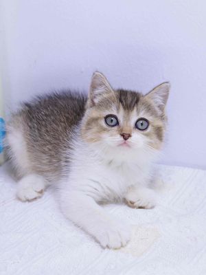 Mèo Anh lông ngắn nhiều màu