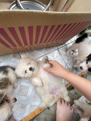 Cần tìm nhà mới cho bé có fix cho ai đến đón ạ. Mua bán Chó tại Huyện Gia Lâm Hà Nội được đăng bởi Kiều Thị Nhi