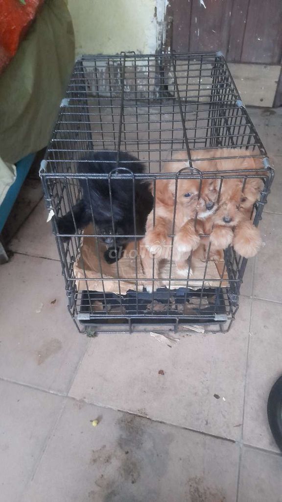 Nhà e cần bán 3 chú cún poodle