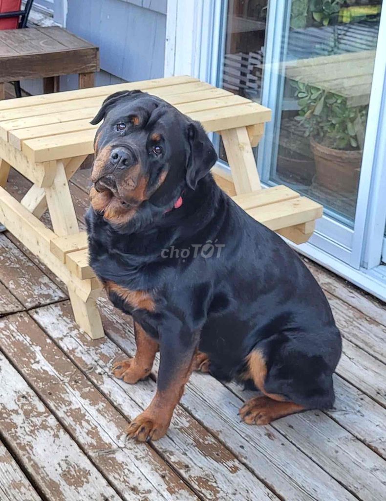 chó begiec lai rottweiler 3 con cái. Mua bán Chó tại Thành phố Mỹ Tho Tiền Giang được đăng bởi Phan Em hình 7