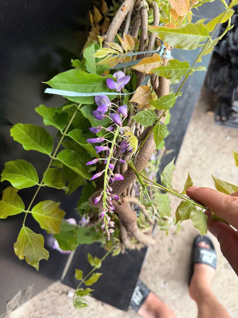 Cây giống Tử đằng. Mua bán Đồ chuyên dụng, Giống nuôi trồng tại Huyện Gia Lâm Hà Nội được đăng bởi Hoàng thị muôn hình 1