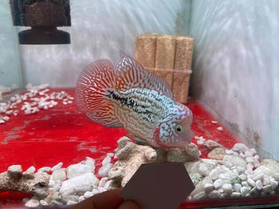 Cá la hán kamfa F0.5 size 1 ngón. Mua bán Thú cưng khác tại Quận Bình Tân Tp Hồ Chí Minh được đăng bởi Hoai Fish