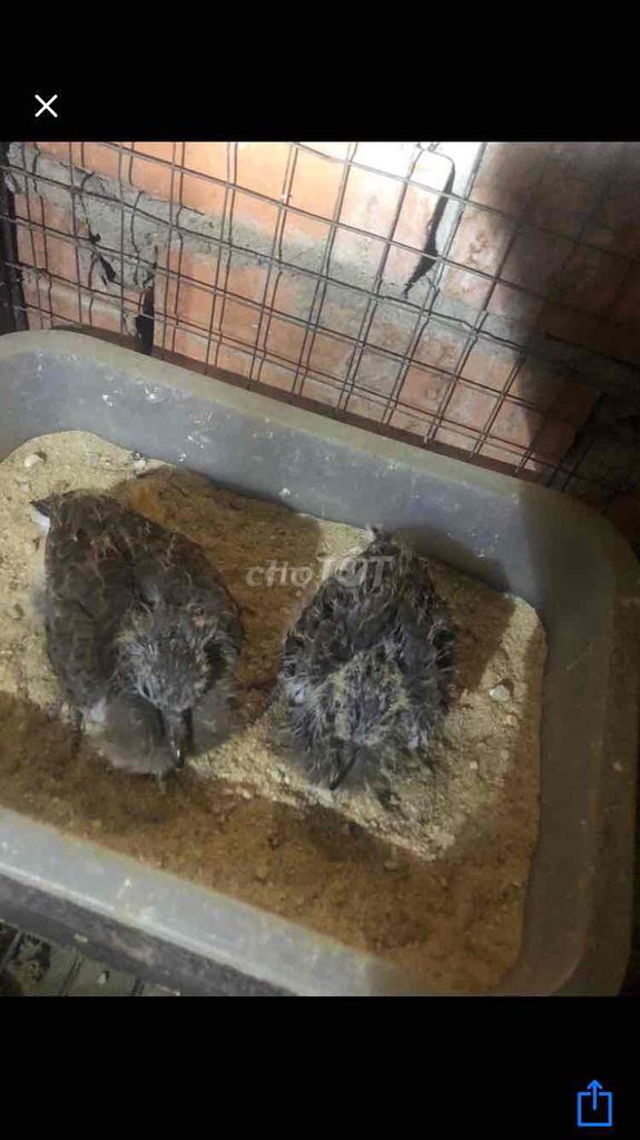 malay. Mua bán Chim tại Thành phố Thủ Dầu Một Bình Dương được đăng bởi Nguyễn Trung  hình 1