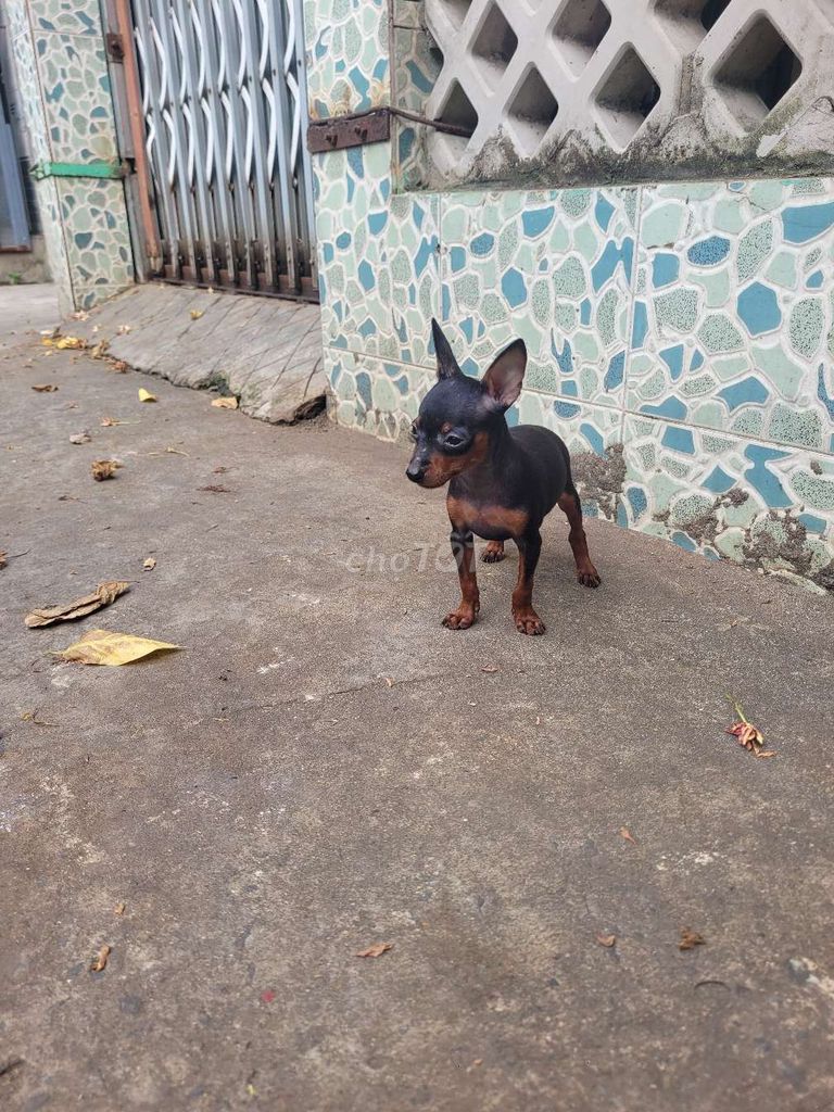Chó Phốc hươu đực Đen vàng đã tiêm. Mua bán Chó tại Thành phố Trà Vinh Trà Vinh được đăng bởi Nguyễn Trinh hình 1