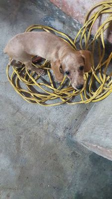 Bán bé poodle lai lạp xưởng. Mua bán Chó tại Thị xã Ngã Năm Sóc Trăng được đăng bởi Thúy Trần