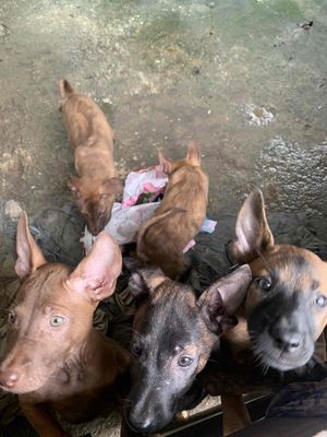 chó Phú Quốc con