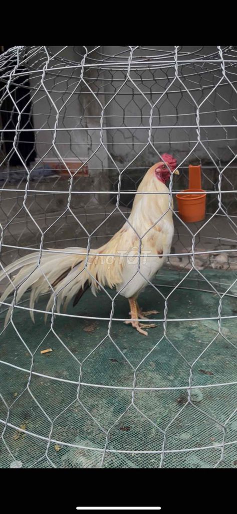 Gà trống nhiều màu 2.85kg. Mua bán Gà tại Huyện Mỏ Cày Bắc Bến Tre được đăng bởi xèo hình 1