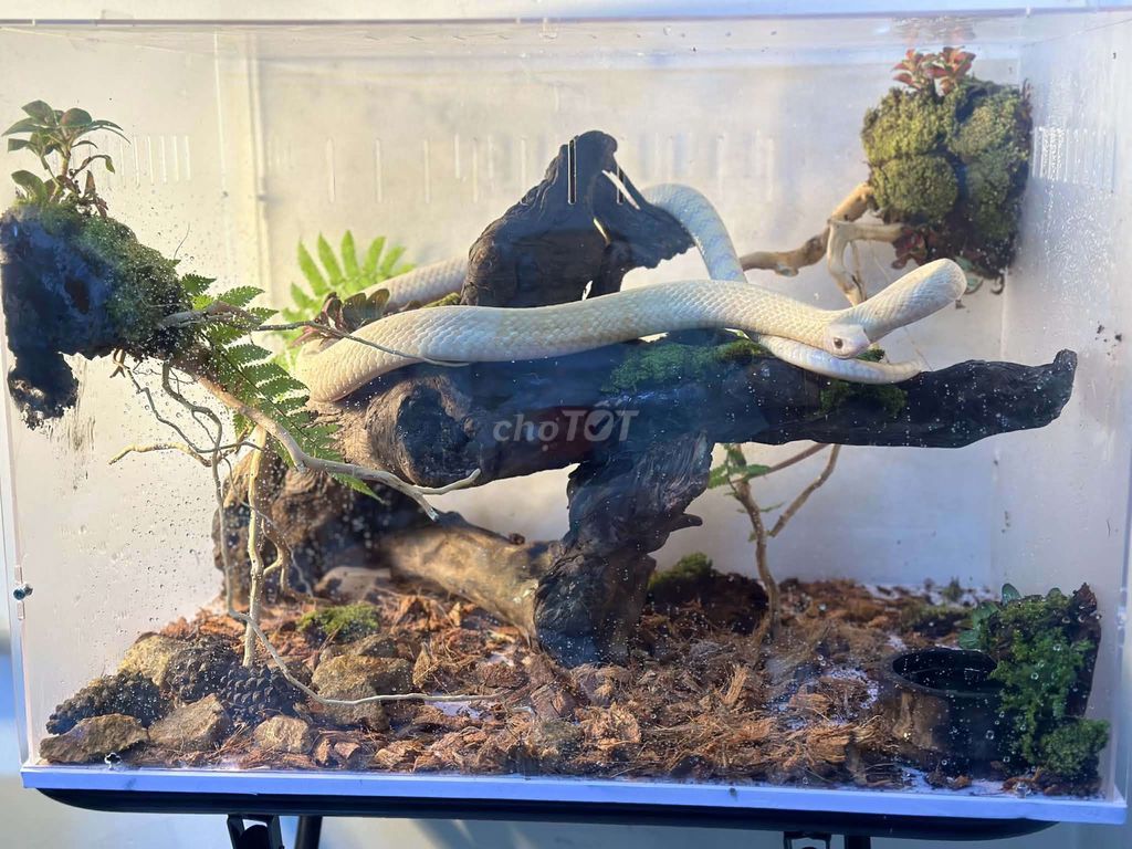 rắn kiểng. Mua bán Thú cưng khác tại Thành phố Đà Lạt Lâm Đồng được đăng bởi Thái Thanh Vương hình 1