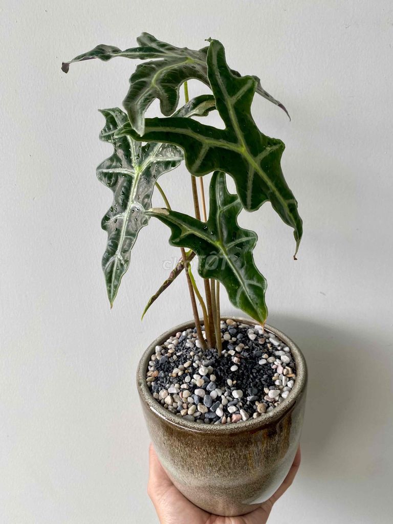 Chậu tiểu cảnh decor trang trí bàn làm việc. Mua bán Cây cảnh, đồ trang trí tại Quận Bình Tân Tp Hồ Chí Minh được đăng bởi Henry Garden hình 1