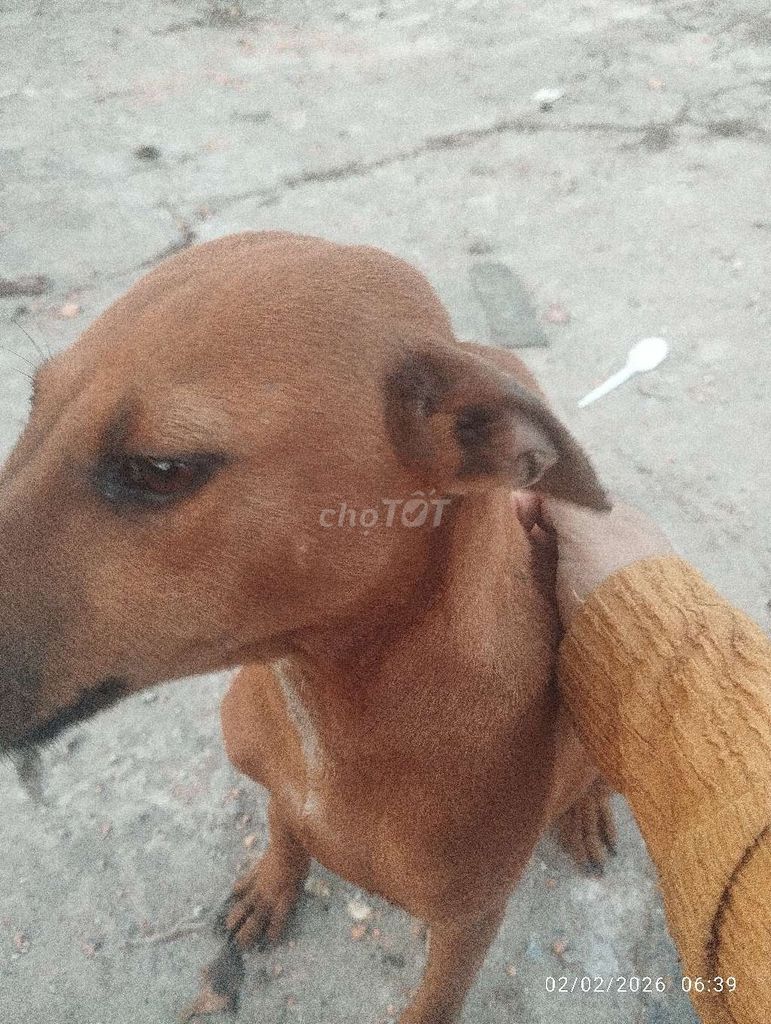 Chó 5-10kg Vàng Trắng. Mua bán Chó tại Huyện Hóc Môn Tp Hồ Chí Minh được đăng bởi Phạm Thị Mãi hình 1