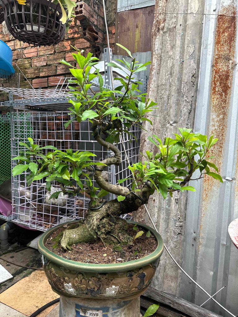 Lộc vừng Dáng tay tay cành fon lực mịn. Mua bán Cây cảnh, đồ trang trí tại Huyện Củ Chi Tp Hồ Chí Minh được đăng bởi nguyễn quốc Thắng hình 1
