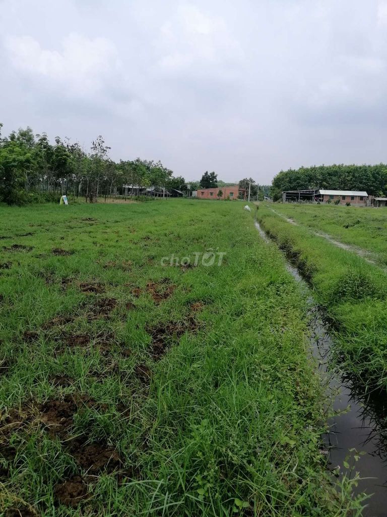 0888290939 - 1.232m2 đất nông nghiệp, quy hoạch KDC, Củ Chi.