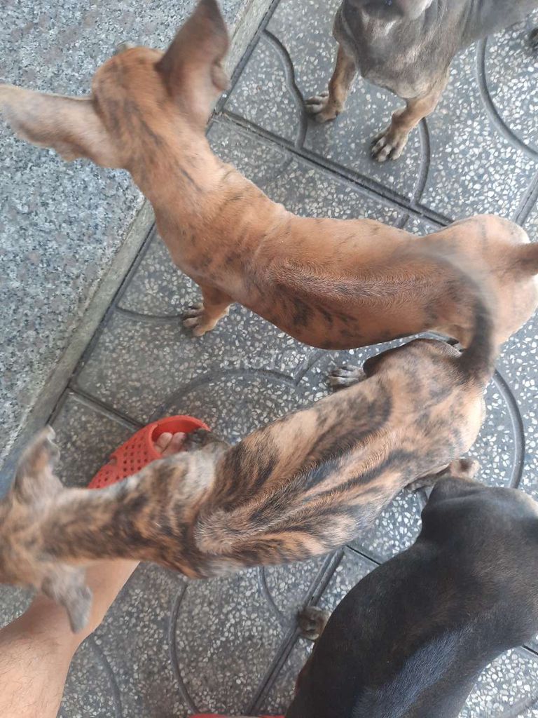 Chó Phú Quốc lưỡi đen. Mua bán Chó tại Huyện Gò Dầu Tây Ninh được đăng bởi Nguyễn Phi Nguyễn hình 4