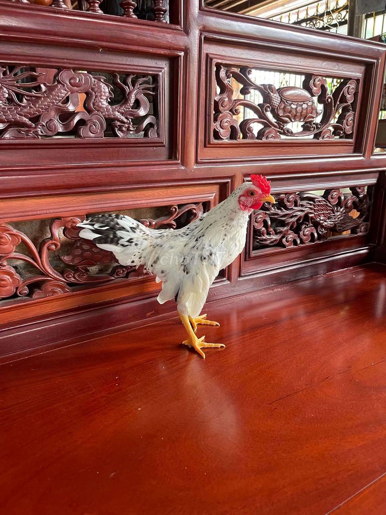 Gà tre Bắc mini cú bông . Mua bán Gà tại Thị xã Bến Cát Bình Dương được đăng bởi Gà Tre Cảnh  hình 1