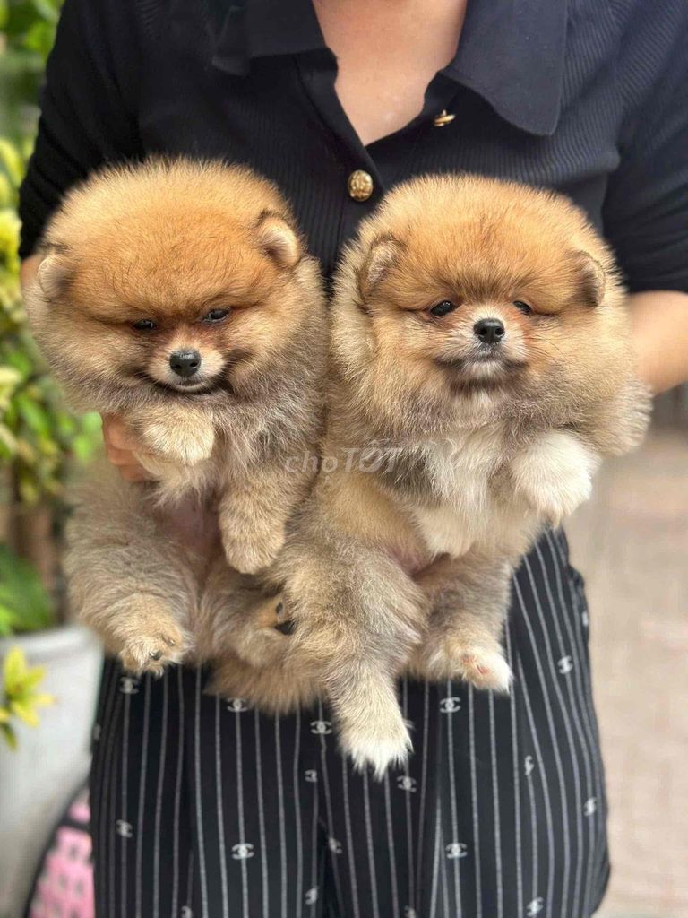 Pom Thái vàng cam. Mua bán Chó tại Quận Bình Tân Tp Hồ Chí Minh được đăng bởi My Hoạ hình 2