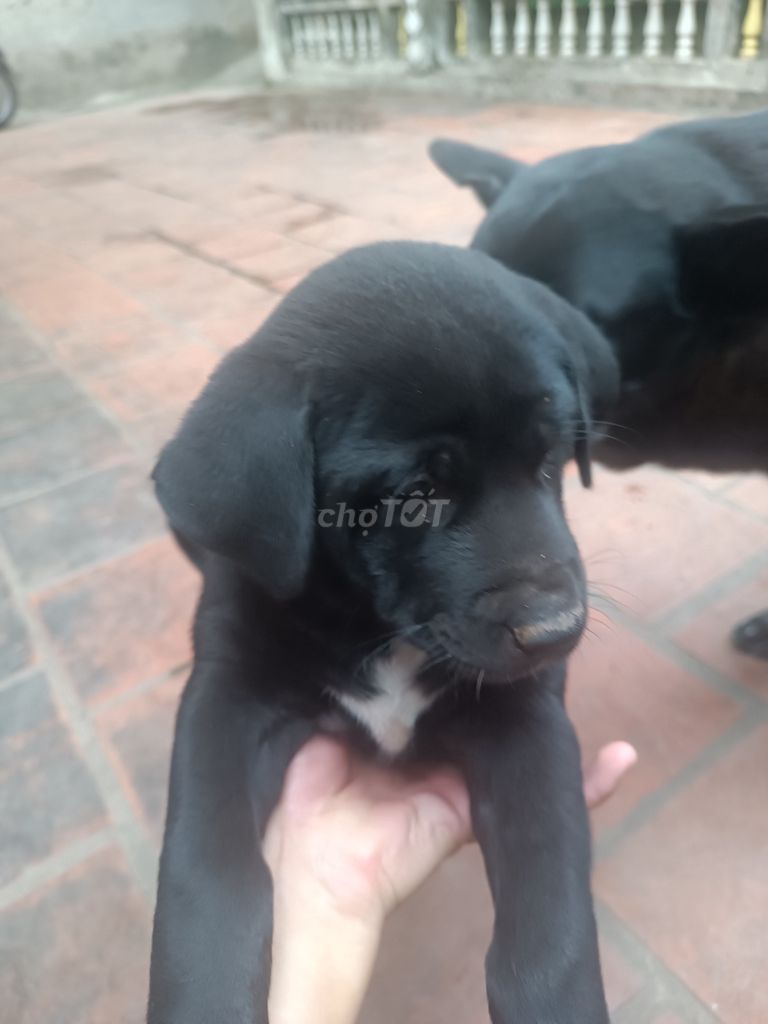 Chó Labrador lai Đen Cái. Mua bán Chó tại Quận Bắc Từ Liêm Hà Nội được đăng bởi Tên chưa cung cấp hình 1