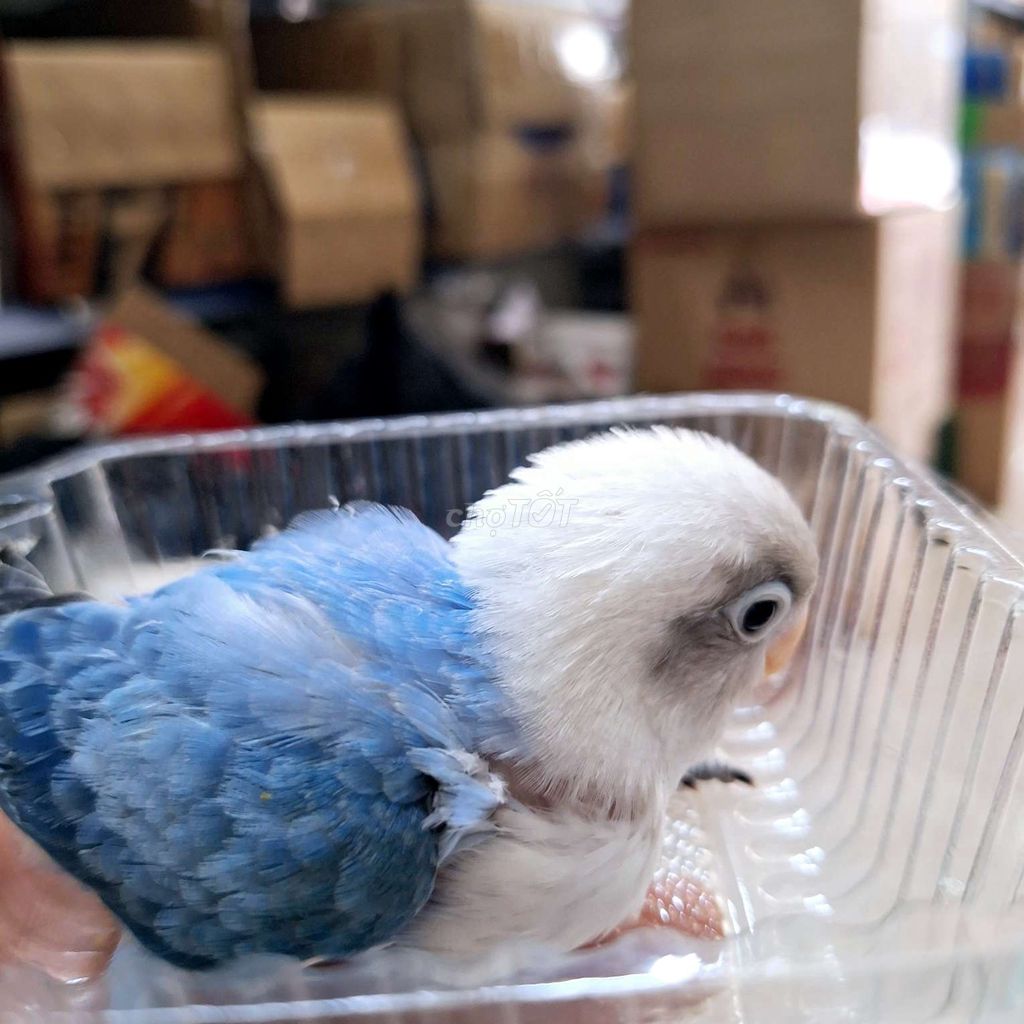 Vẹt lovebird có viền